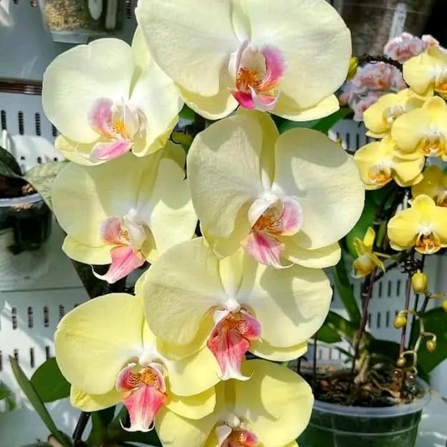 100pcs Orchid Seeds perfect for layered interior decor and shaded corner ornamental styling