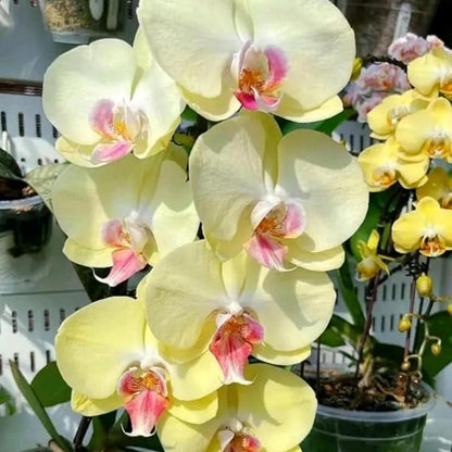 100pcs Orchid Seeds perfect for layered interior decor and shaded corner ornamental styling