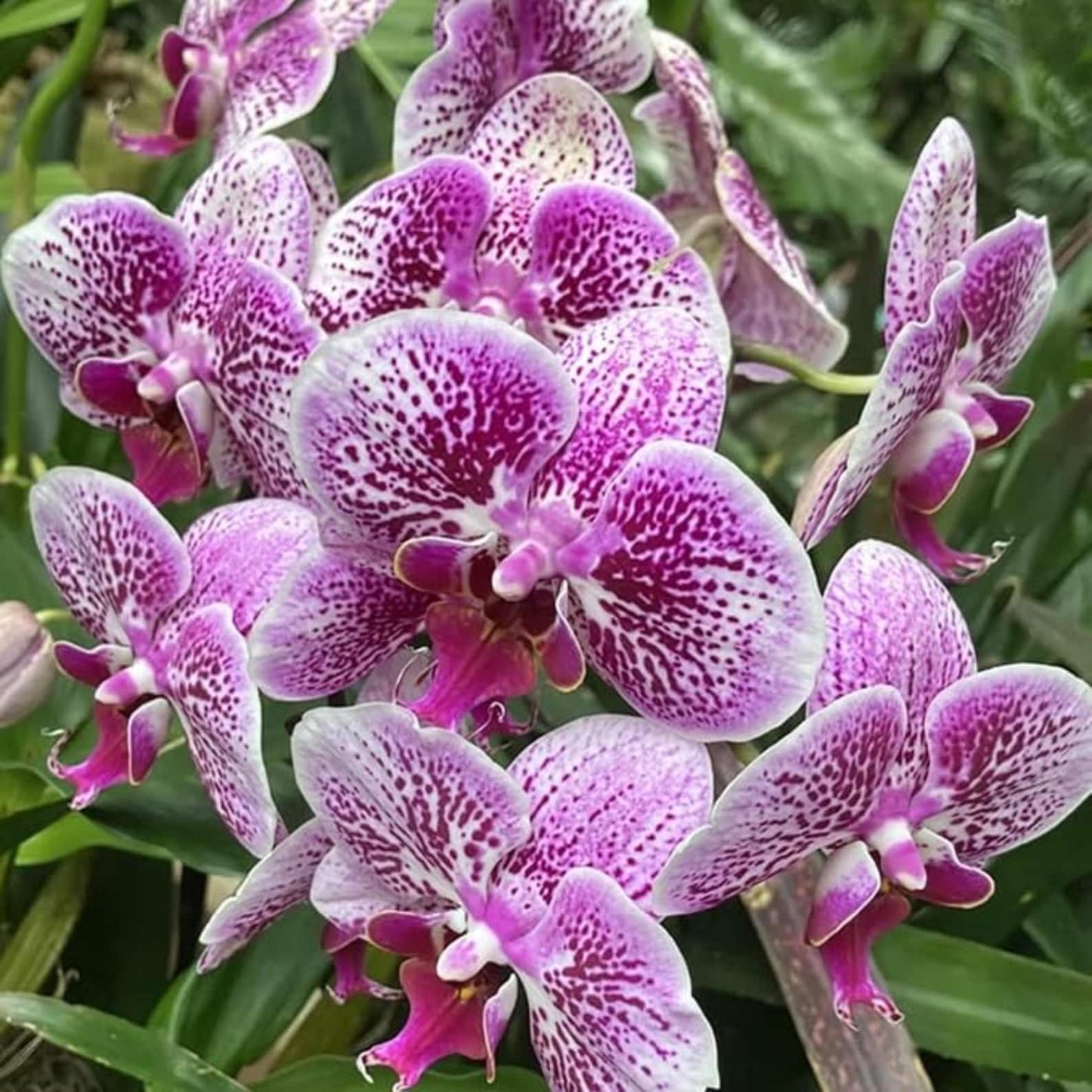 100pcs Orchid Seeds perfect for layered interior decor and shaded corner ornamental styling