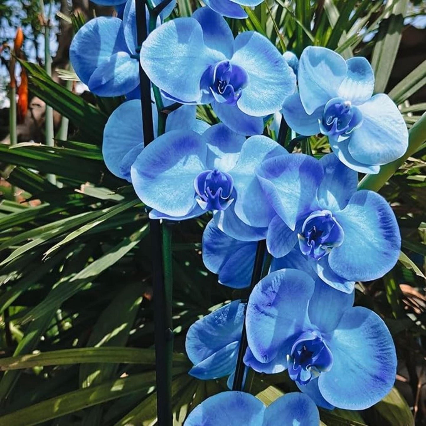 100pcs Orchid Seeds perfect for layered interior decor and shaded corner ornamental styling