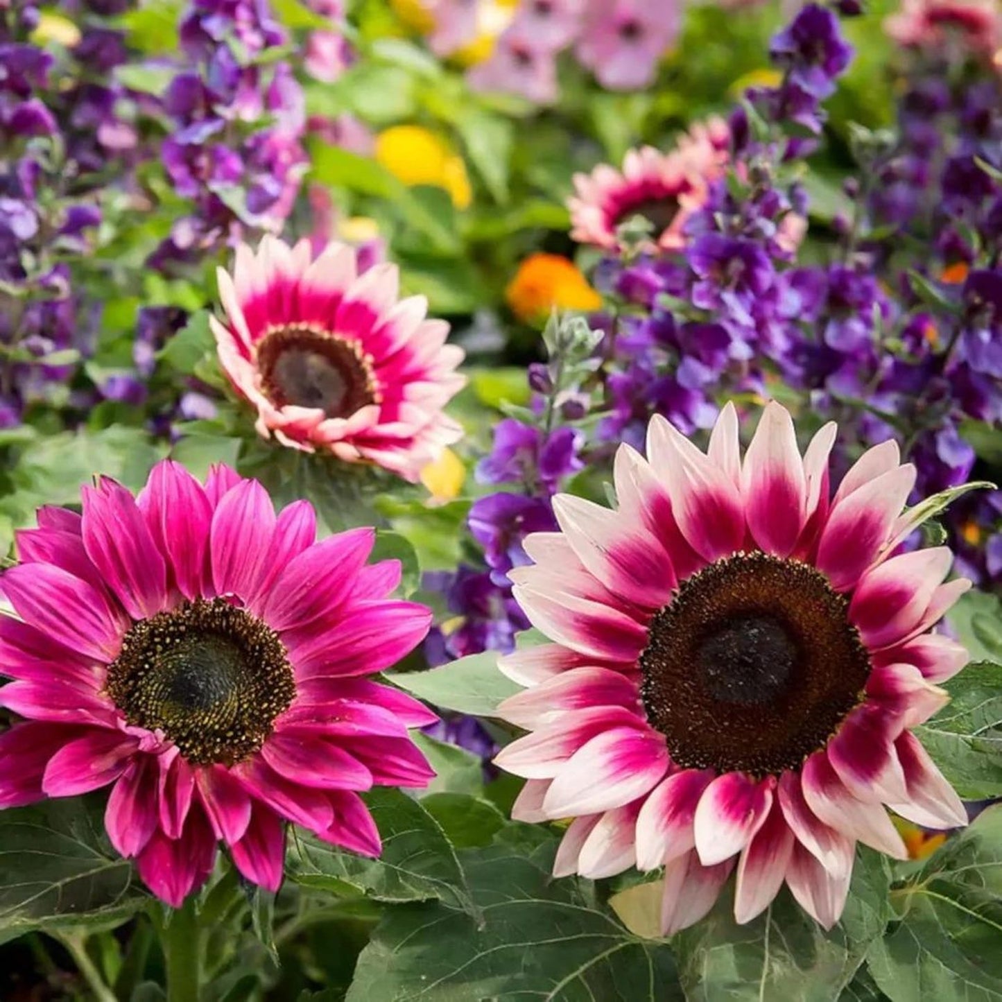 Strawberry Pink Sunflower Seeds 100pcs –  Heirloom Non-GMO Garden Flower Seeds for Planting - Organic