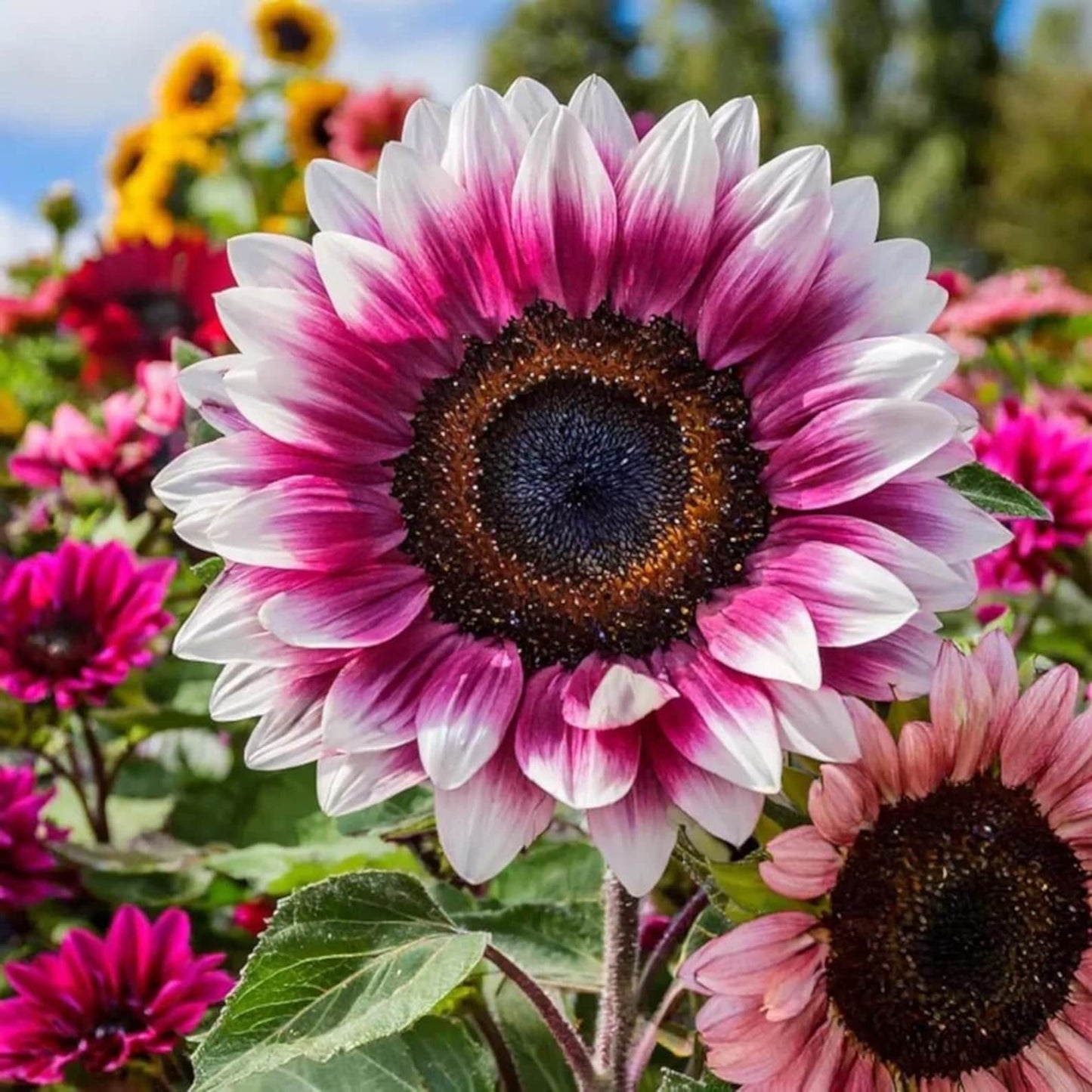 Strawberry Pink Sunflower Seeds 100pcs –  Heirloom Non-GMO Garden Flower Seeds for Planting - Organic