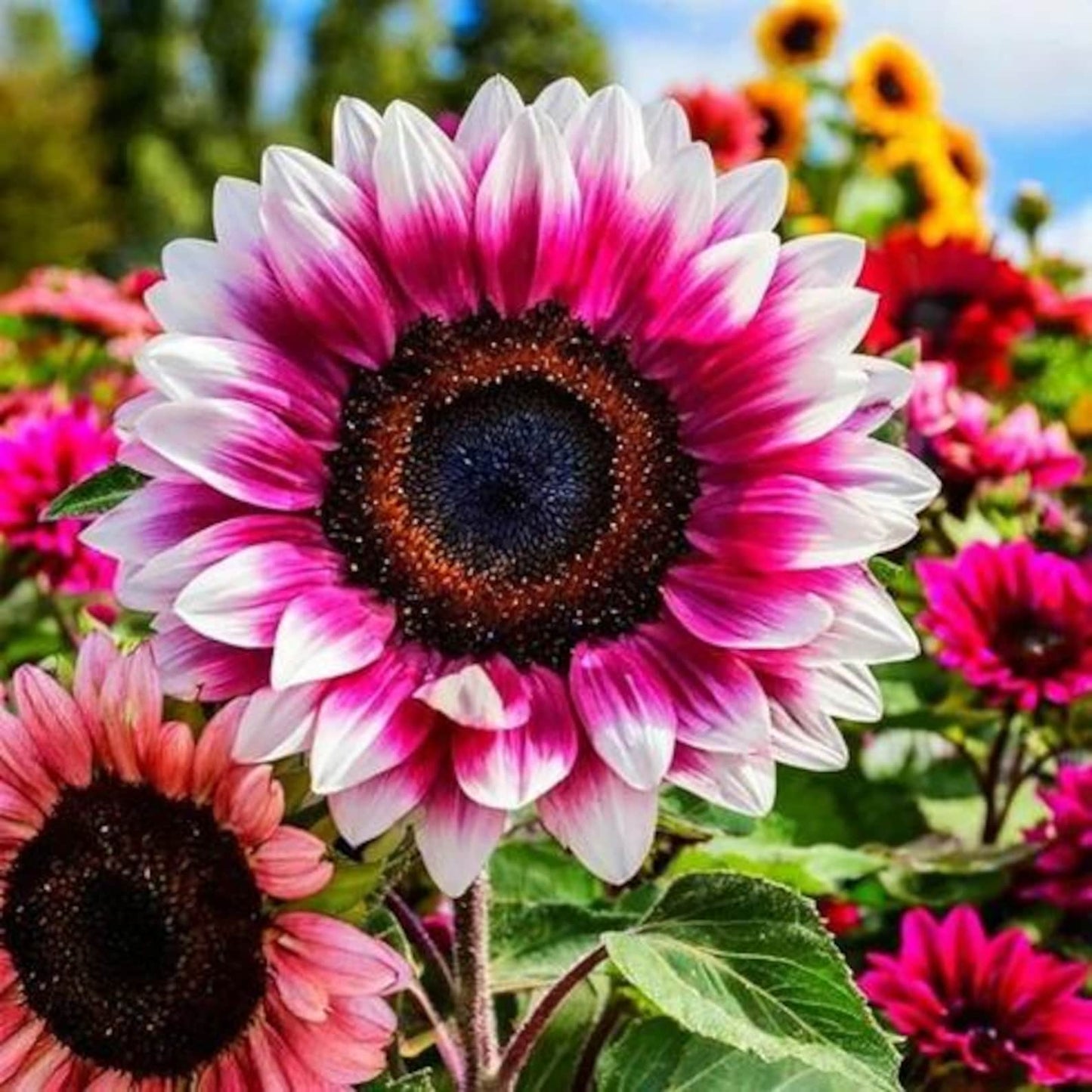 Strawberry Pink Sunflower Seeds 100pcs –  Heirloom Non-GMO Garden Flower Seeds for Planting - Organic