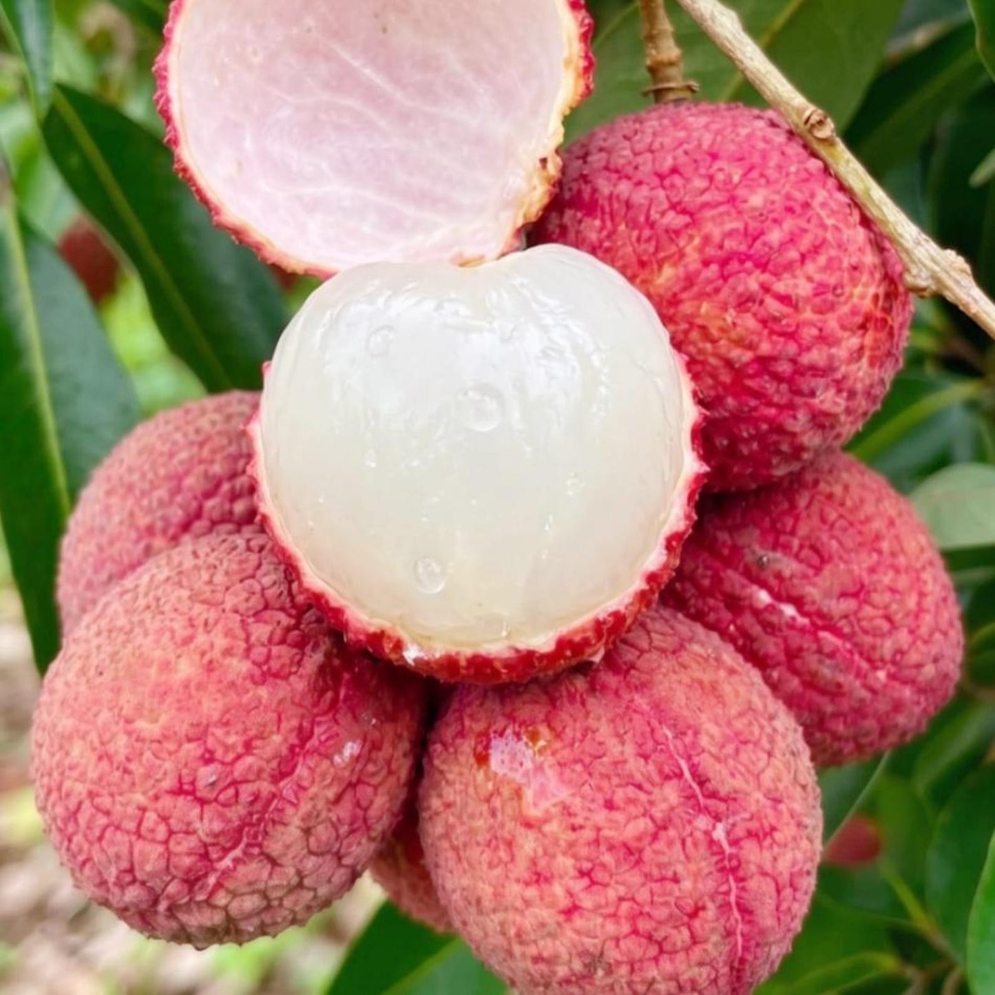 9Pcs Lychee Seeds Simple to Cultivate form wide spreading multi-branched tree structure with thick layered canopy foliage framework for courtyard and garden embellishment