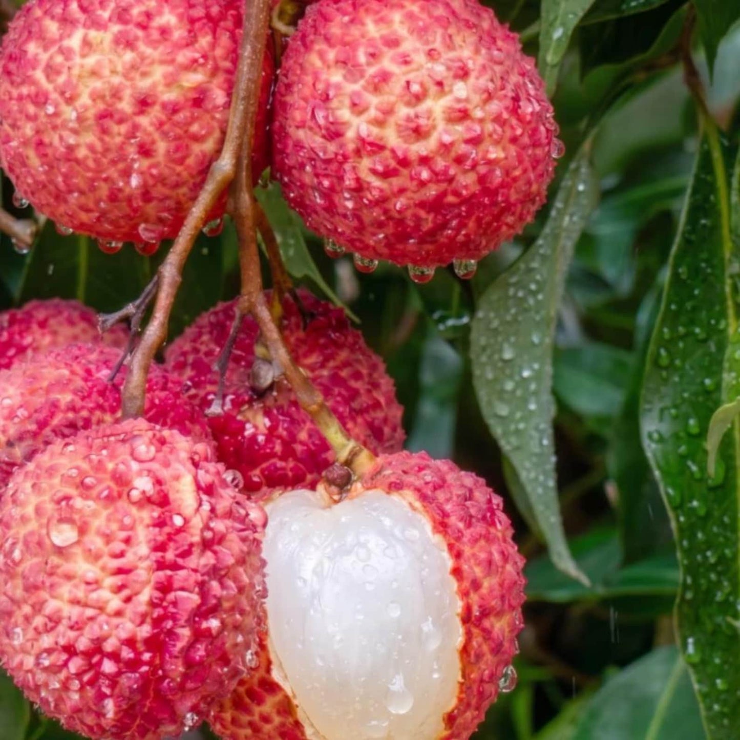 9Pcs Lychee Seeds Simple to Cultivate form wide spreading multi-branched tree structure with thick layered canopy foliage framework for courtyard and garden embellishment