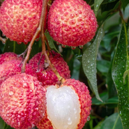 9Pcs Lychee Seeds Simple to Cultivate form wide spreading multi-branched tree structure with thick layered canopy foliage framework for courtyard and garden embellishment