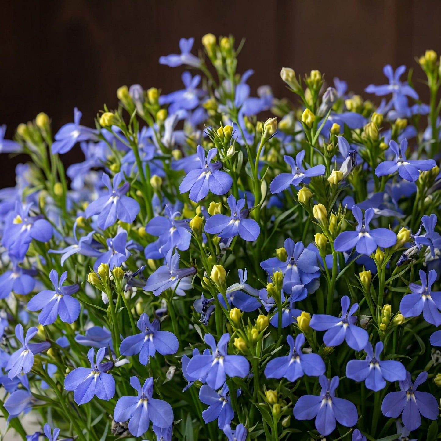 5000pcs Lobelia Seeds Simple to Grow add fresh delicate ornamental charm to home, balcony and garden decorative spaces