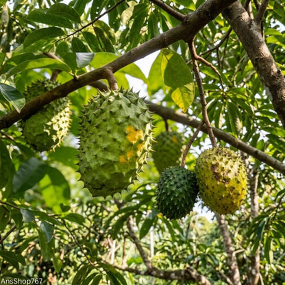 10Pcs Soursop Pawpaw Seeds Simple To Plant Ideal For Reducing Weed Growth With Dense Low Level Tree Coverage