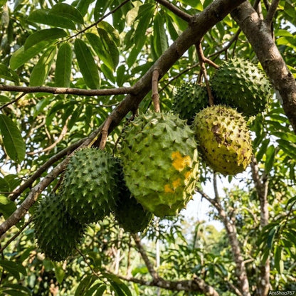 10Pcs Soursop Pawpaw Seeds Simple To Plant Ideal For Reducing Weed Growth With Dense Low Level Tree Coverage