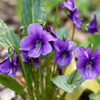 500pcs Purple Violet Seeds, Cut Flowers, Home Garden, Flower Seeds, Heirloom & Non-GMO, Easy to Grow