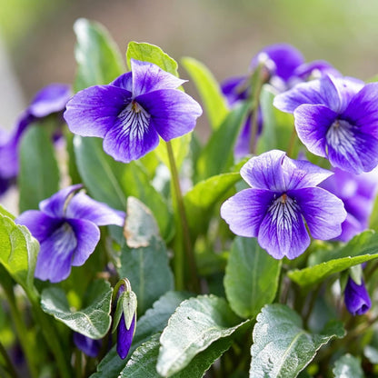 500pcs Purple Violet Seeds, Cut Flowers, Home Garden, Flower Seeds, Heirloom & Non-GMO, Easy to Grow