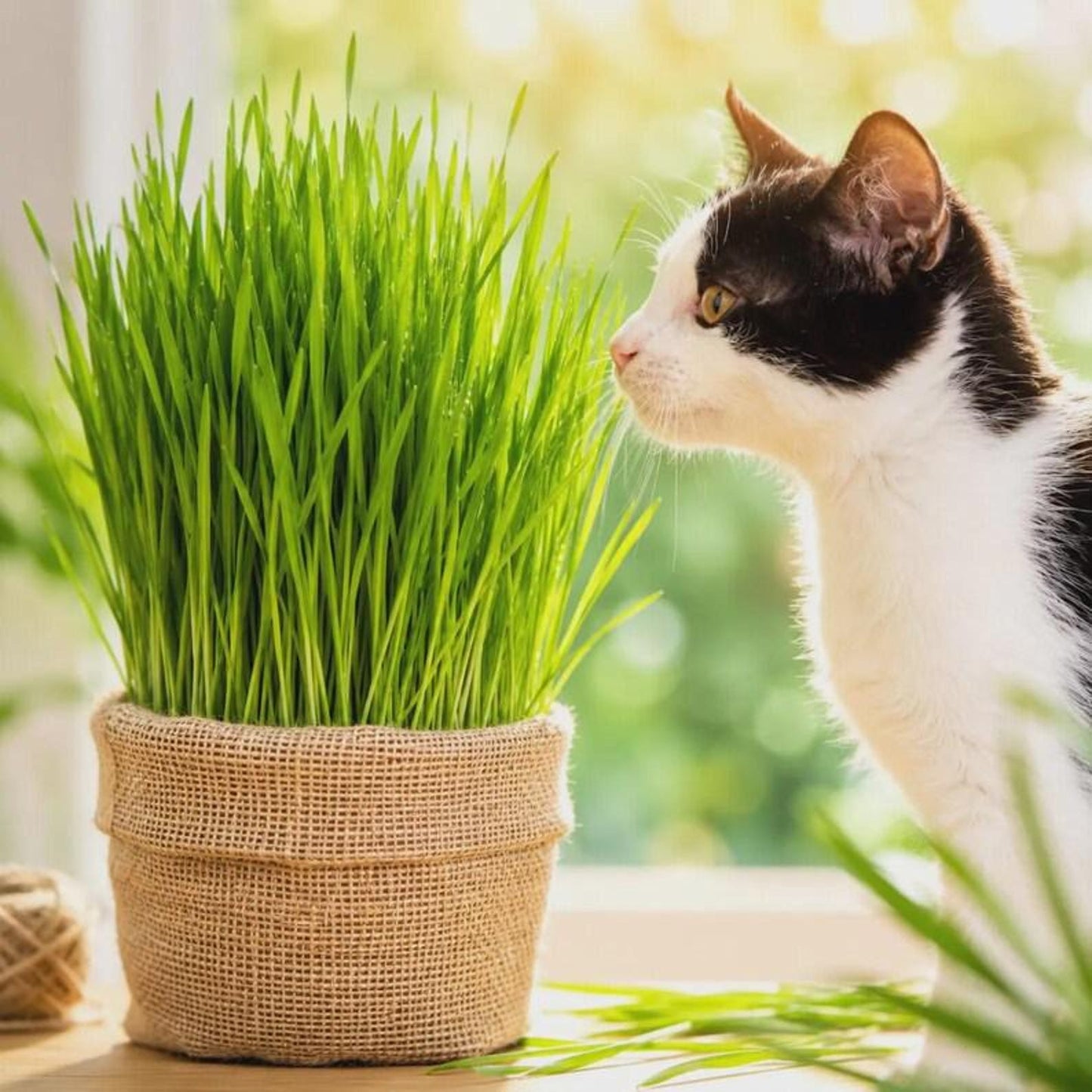 97Pcs Cat Grass Seeds Friendly for new growers with reliable germination and rapid upright foliage vitality