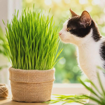 97Pcs Cat Grass Seeds Friendly for new growers with reliable germination and rapid upright foliage vitality
