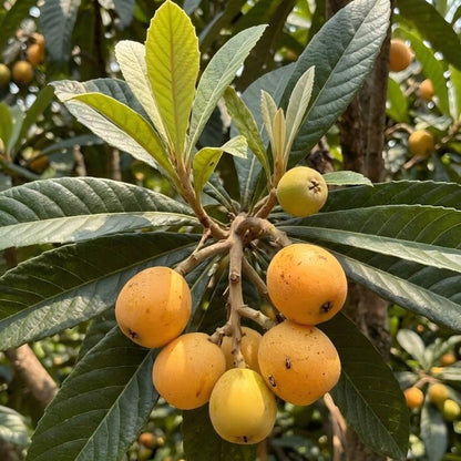 10Pcs Loquat Seeds great for first time growers and home landscape tree planting lovers