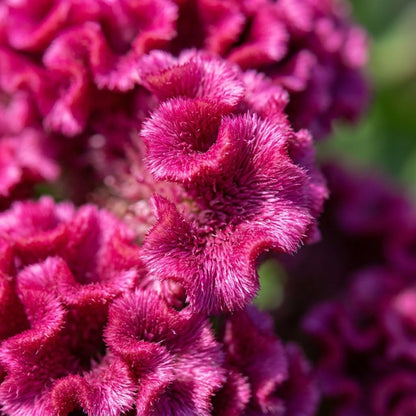 200pcs Mix Celosia Seeds, Vibrant Annual Flowers, Heirloom Non-GMO, Garden Beds, Borders, Containers