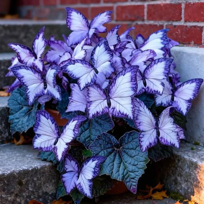 200pcs Moonlight Butterfly Seeds Ornamental Foliage Plant