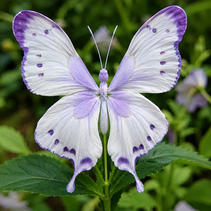 200pcs Moonlight Butterfly Seeds Ornamental Foliage Plant