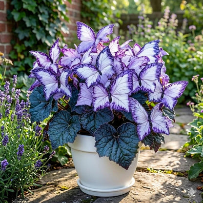 200pcs Moonlight Butterfly Seeds Ornamental Foliage Plant