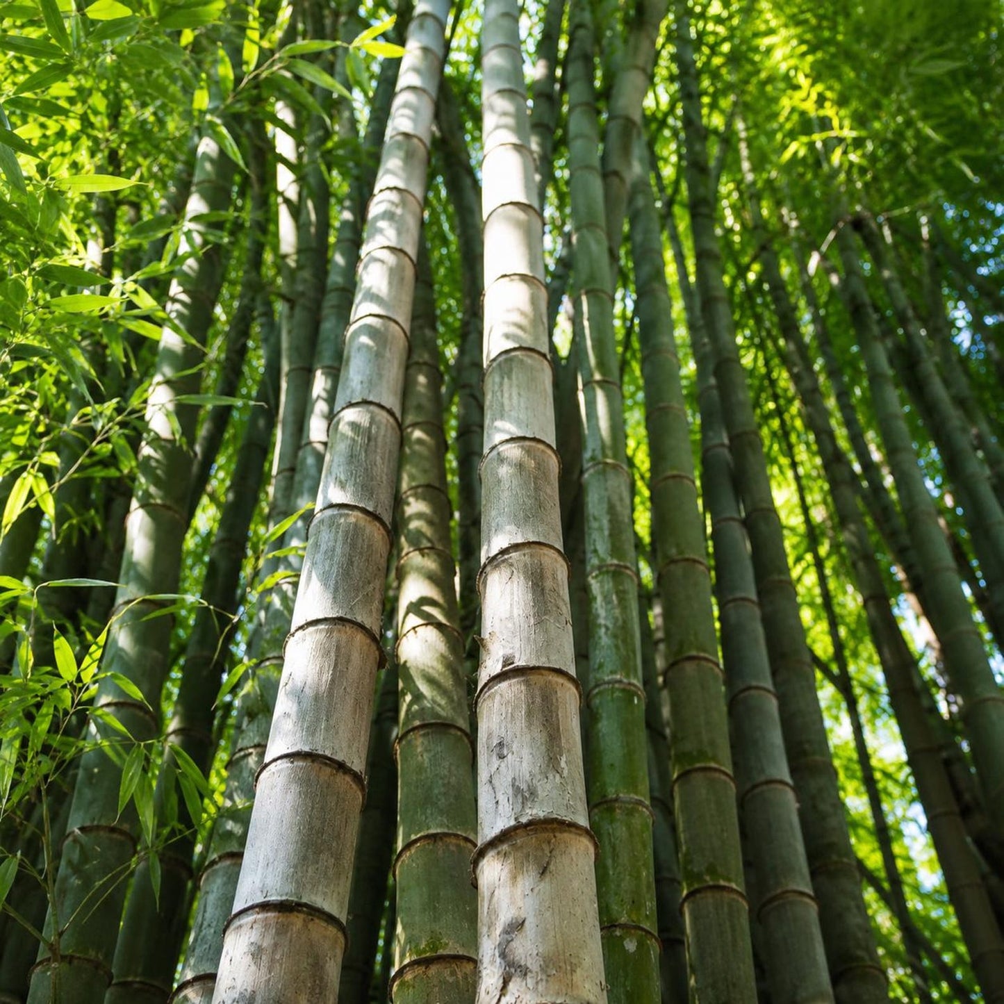 90Pcs Bamboo Seeds, Phyllostachys edulis, Fast Growing Bamboo, Privacy Screen Plant, Winter Hardy Bamboo Seeds