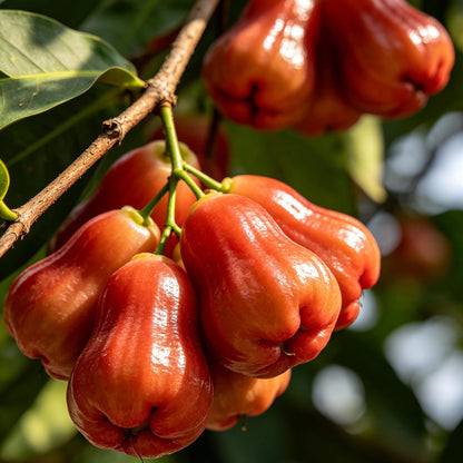 100Pcs Red Wax Apple Seeds Sweet Tropical Fruit Tree