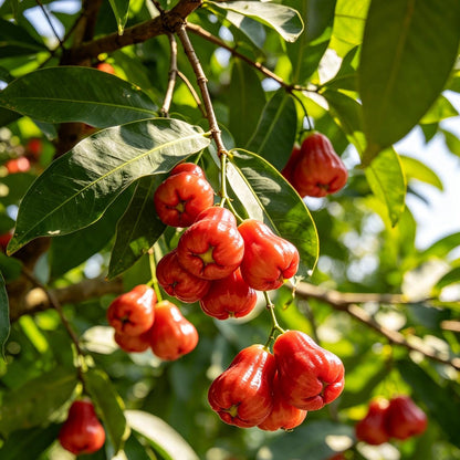 100Pcs Red Wax Apple Seeds Sweet Tropical Fruit Tree