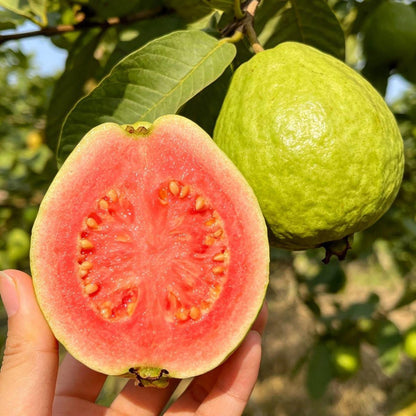 99Pcs Pink Guava Seeds Red Guava Fruit Garden Seeds
