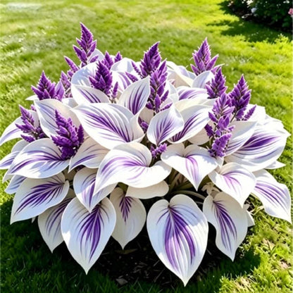 81Pcs Hosta Seeds Heart Shaped Perennial Shade Garden Foliage Plant Seed
