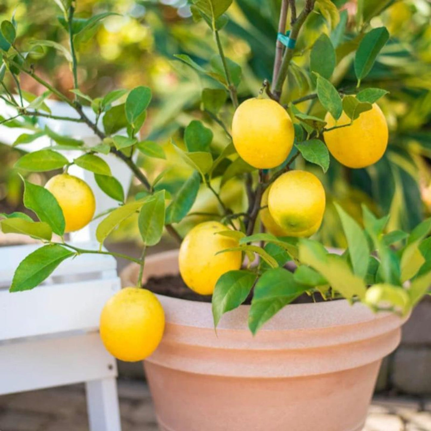 30Pcs Lemon Seeds Bring A Touch Of Tropical Elegance To Ordinary Backyard And Patio Environments