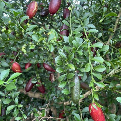 30Pcs Finger Lime Seeds Ideal For Growing Work Well In Foundation Plantings And Landscapes