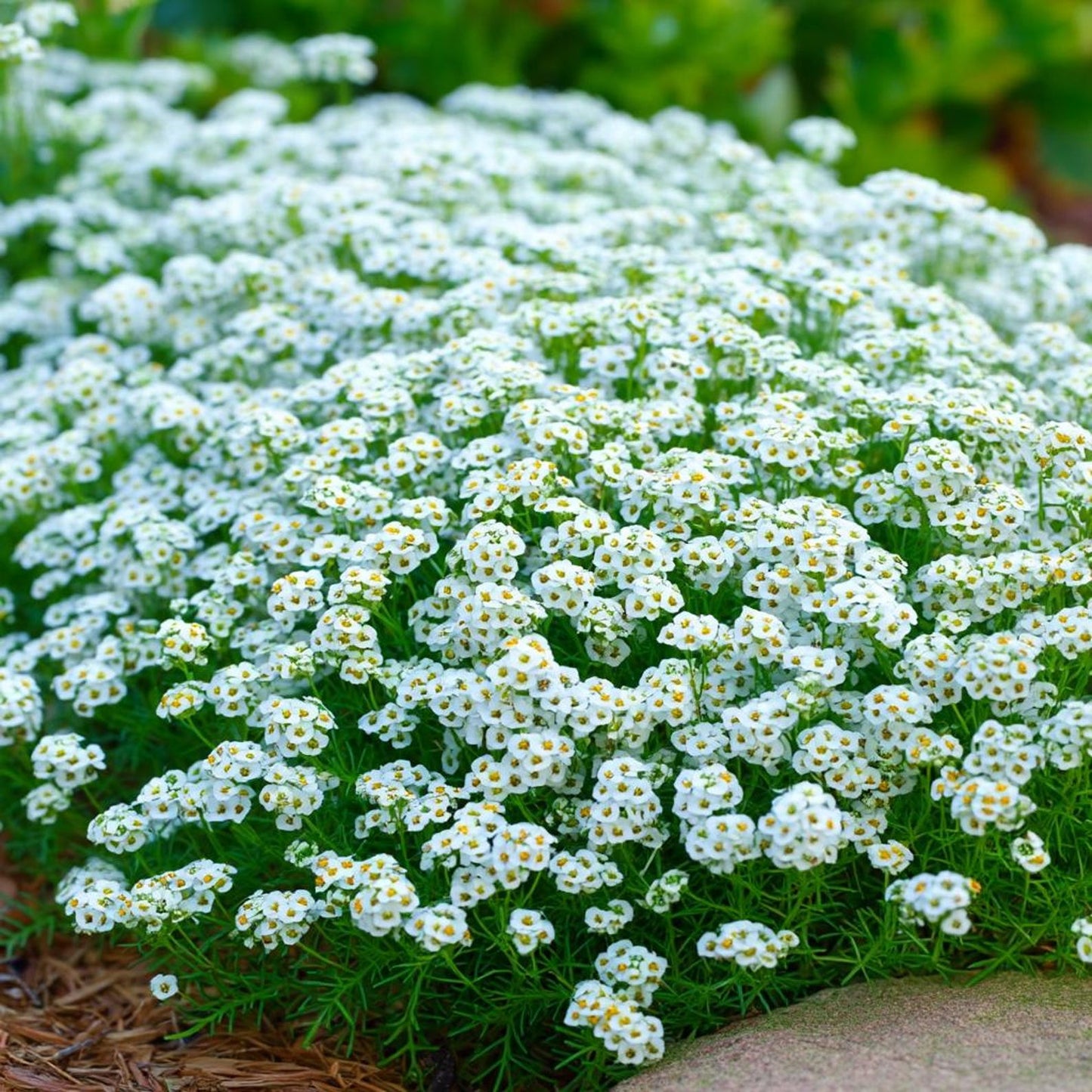 Carpet of Snow Sweet Alyssum 1000 Seeds | White Fragrant Ground Cover