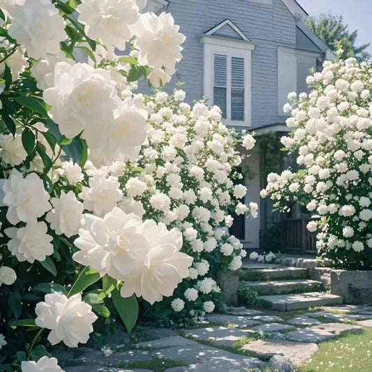 100 Fragrant Gardenia Plants, Evergreen Shrubs, Cottage Garden Decor