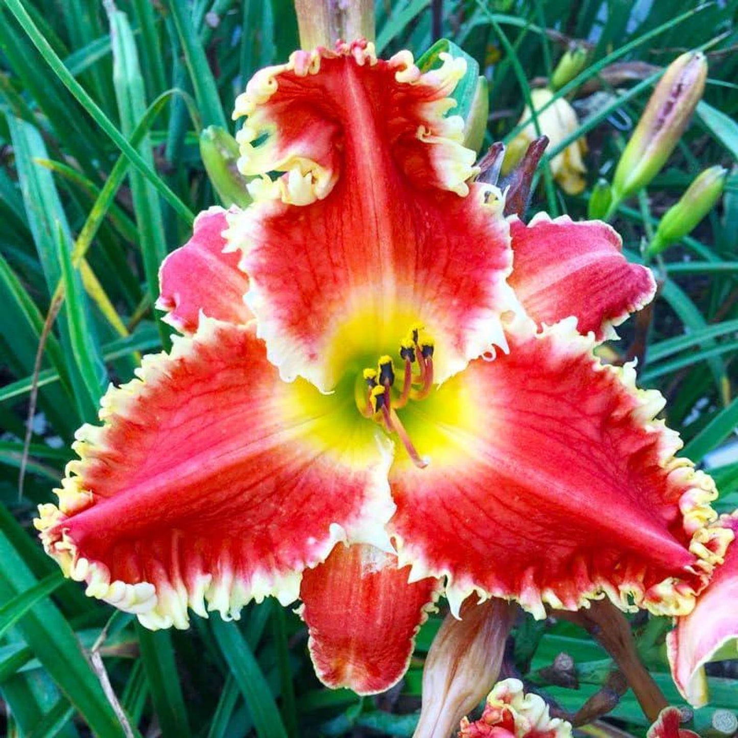 100pcs Easy to Sow and Grow Hundred Tail Flower Seeds deliver satisfying long term decorative planting experience