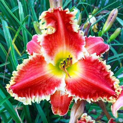 100pcs Easy to Sow and Grow Hundred Tail Flower Seeds deliver satisfying long term decorative planting experience
