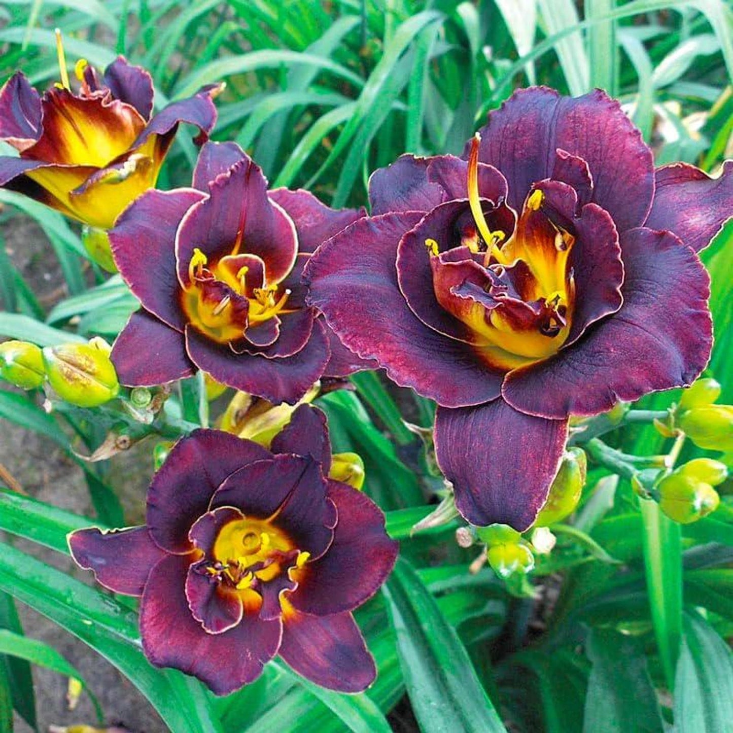 100pcs Easy to Sow and Grow Hundred Tail Flower Seeds deliver satisfying long term decorative planting experience
