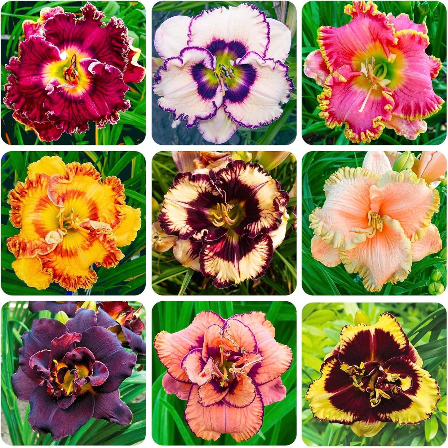 100pcs Easy to Sow and Grow Hundred Tail Flower Seeds deliver satisfying long term decorative planting experience
