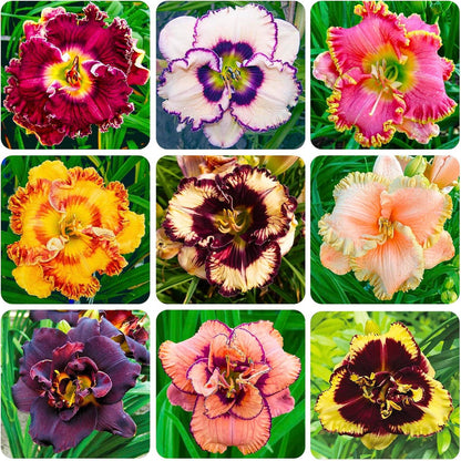 100pcs Easy to Sow and Grow Hundred Tail Flower Seeds deliver satisfying long term decorative planting experience