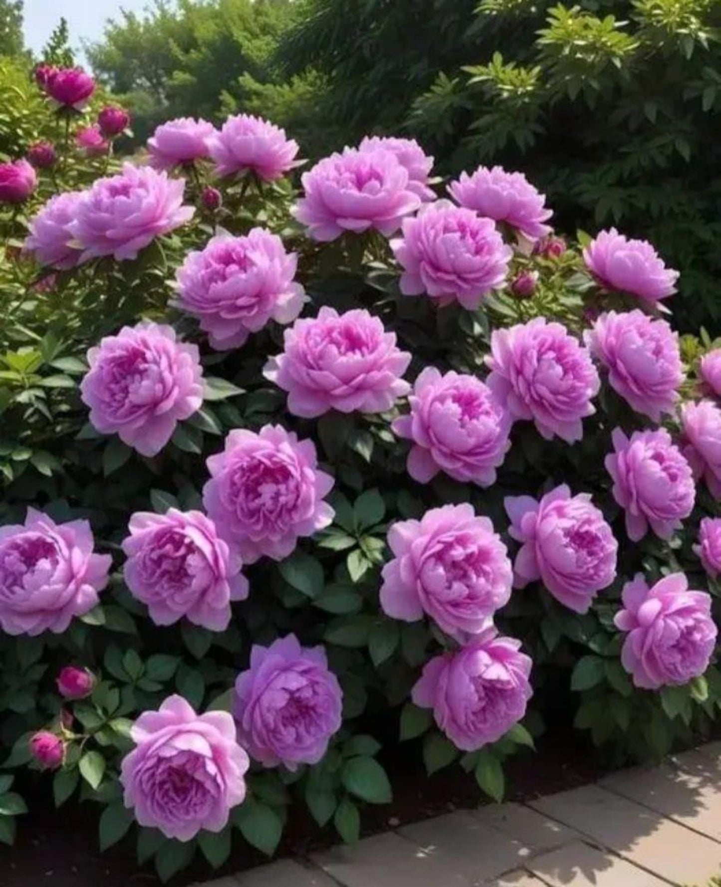Rare Peony Seeds Heirloom Non GMO Perennial Garden Flower Seed Pack