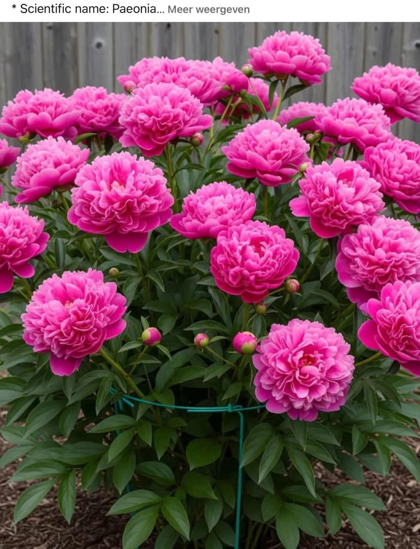 Rare Peony Seeds Heirloom Non GMO Perennial Garden Flower Seed Pack