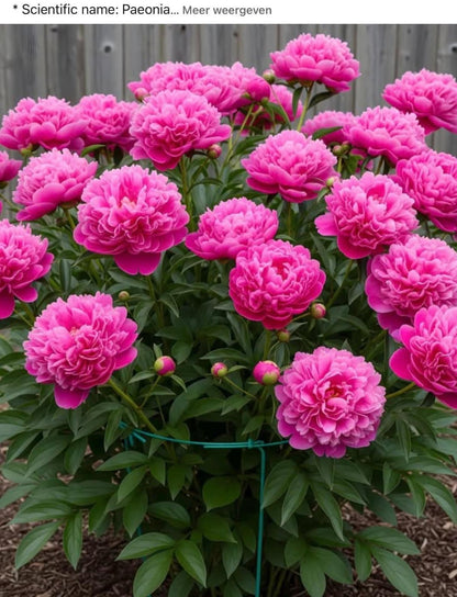 Rare Peony Seeds Heirloom Non GMO Perennial Garden Flower Seed Pack