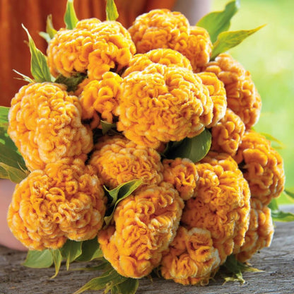 200pcs Straightforward Growing Celosia Seeds ideal for lining garden paths, walkways and quiet patio borders