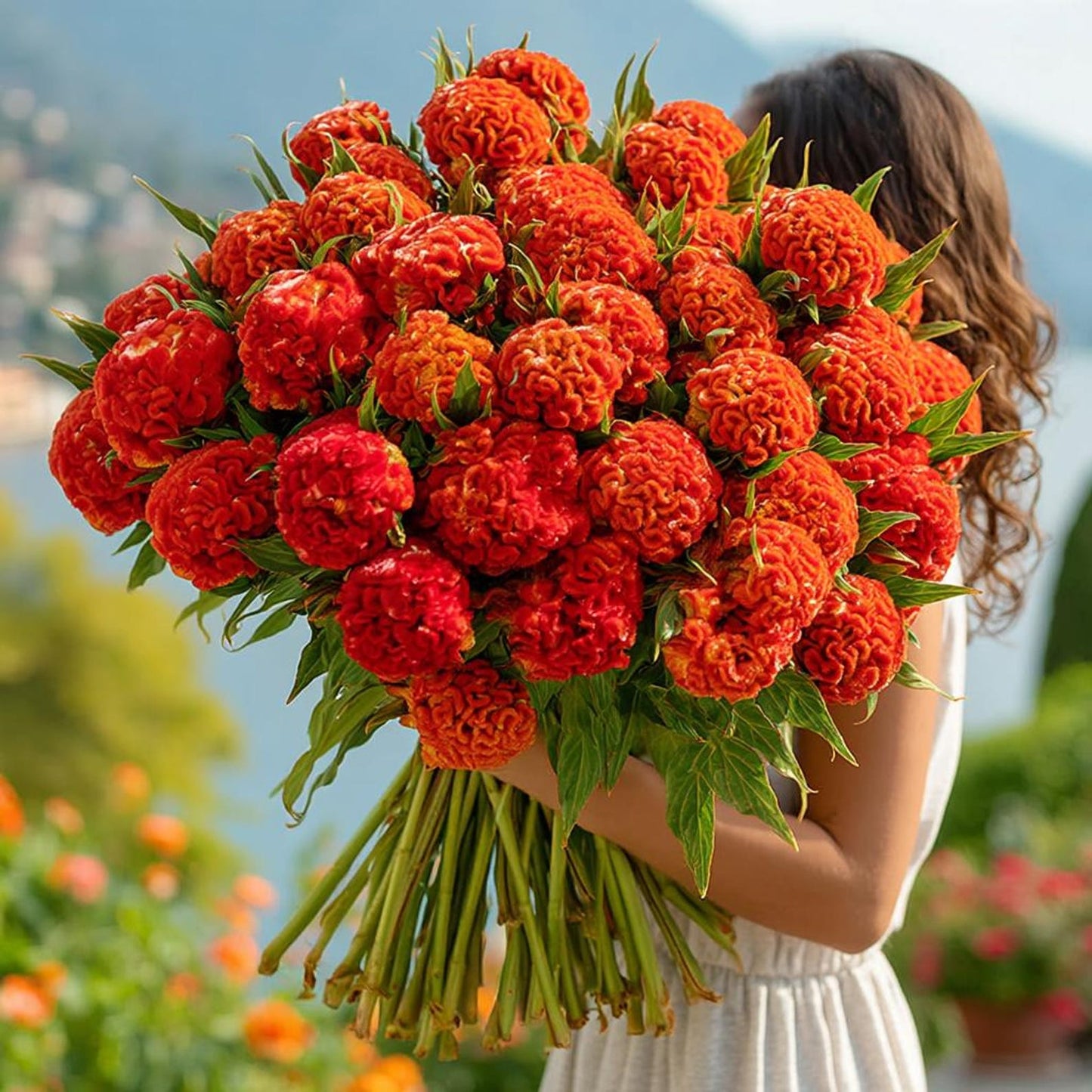 200pcs Celosia Seeds Convenient for Cultivation adapt calmly to regular temperature shifts in mild temperate zones
