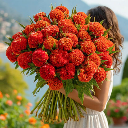 200pcs Celosia Seeds Convenient for Cultivation adapt calmly to regular temperature shifts in mild temperate zones