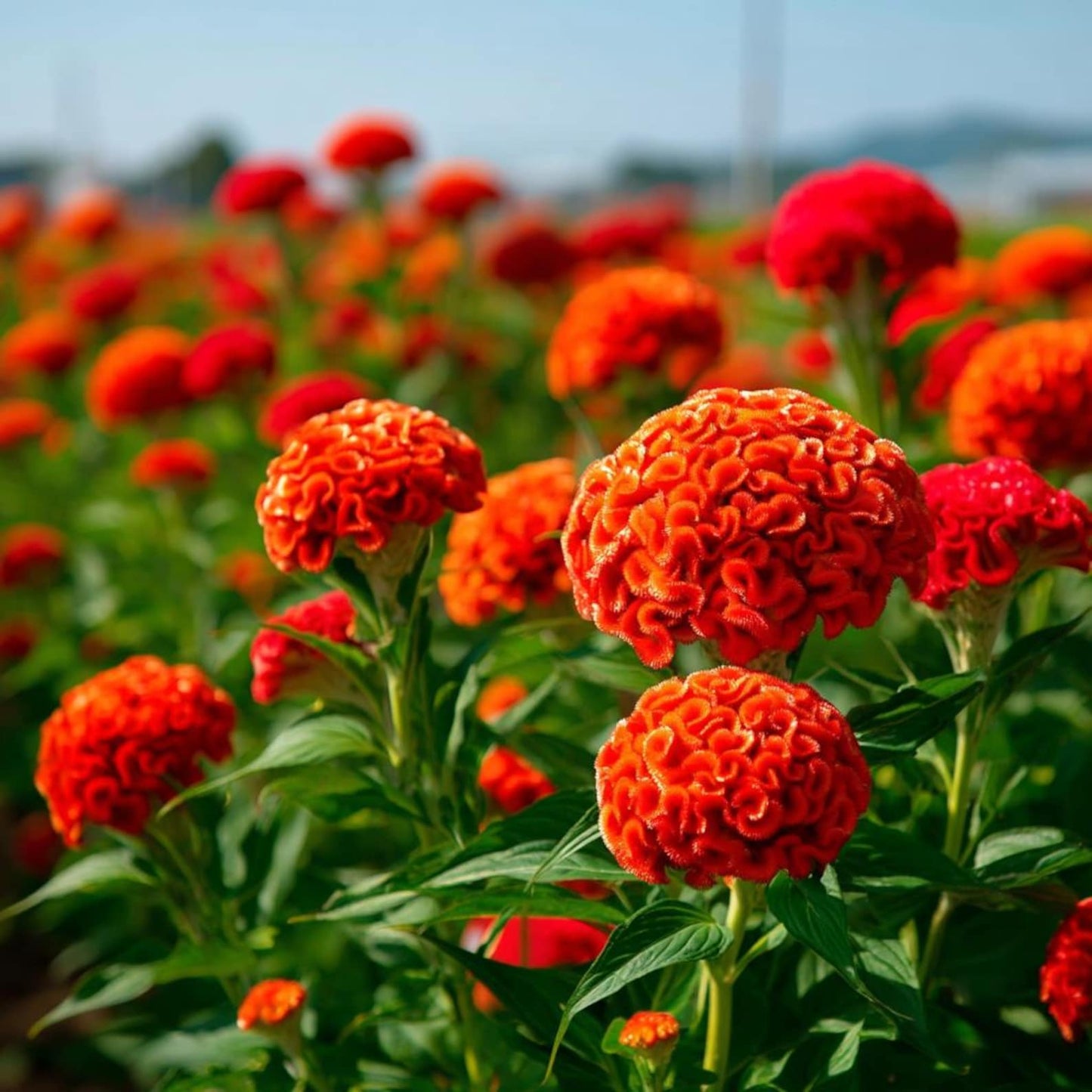 200pcs Celosia Seeds Convenient for Cultivation adapt calmly to regular temperature shifts in mild temperate zones