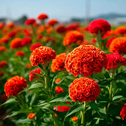 200pcs Celosia Seeds Convenient for Cultivation adapt calmly to regular temperature shifts in mild temperate zones