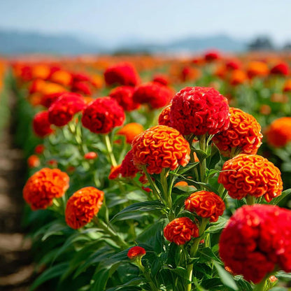 200pcs Celosia Seeds Convenient for Cultivation adapt calmly to regular temperature shifts in mild temperate zones