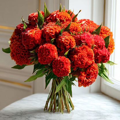 200pcs Celosia Seeds Convenient for Cultivation adapt calmly to regular temperature shifts in mild temperate zones
