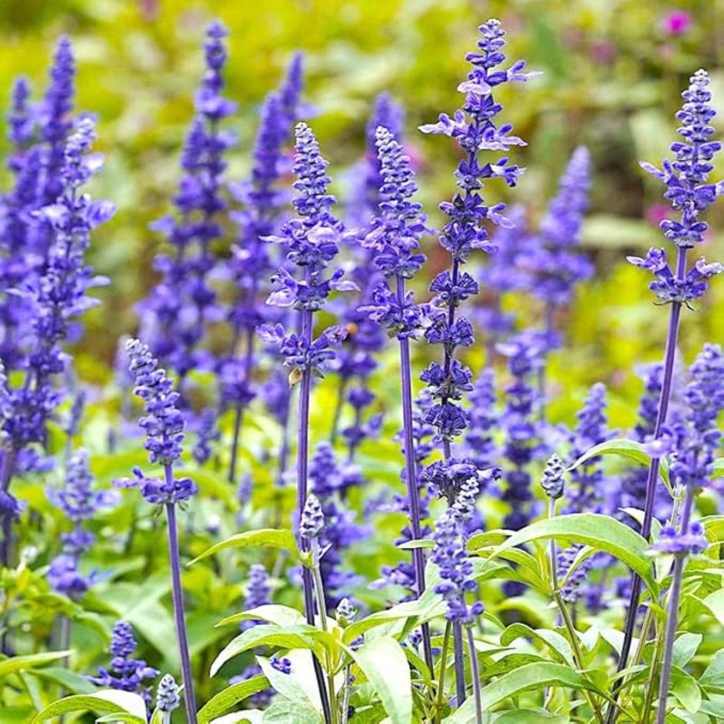 200pcs Blue Sage Seeds Simple to Grow add airy vertical texture to plain open yard and meadow style landscapes