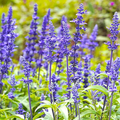 200pcs Blue Sage Seeds Simple to Grow add airy vertical texture to plain open yard and meadow style landscapes
