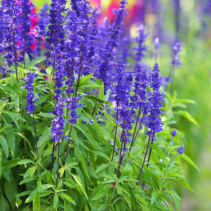 200pcs Blue Sage Seeds Simple to Grow add airy vertical texture to plain open yard and meadow style landscapes