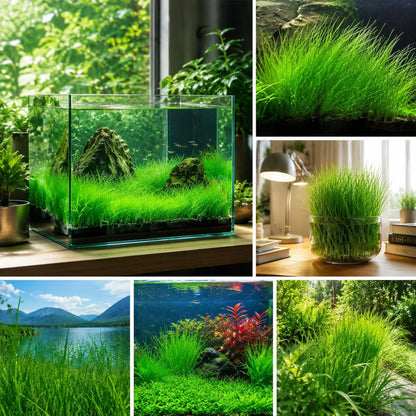 1980Pcs Aquarium Carpet Plant Seeds for Freshwater Tanks Lush Green Grass Substrate Coverage Easy Setup